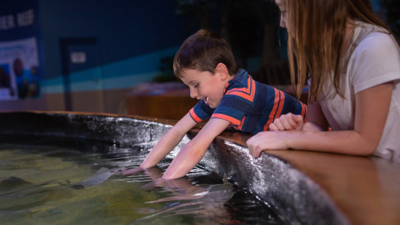 Feed a fish at living shores aquarium